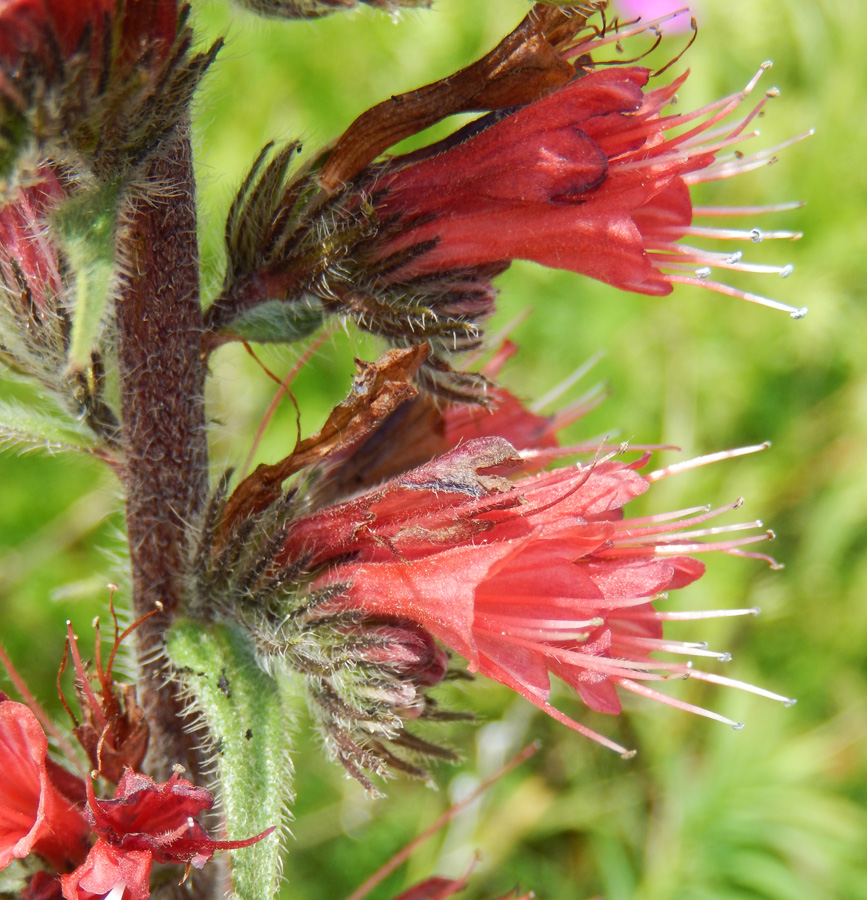 Image of Echium russicum specimen.