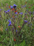 Anchusa azurea. Верхушки цветущих растений. Испания, Каталония, пров. Жирона, комарка Баш Эмпорда, муниципалитет Калонже, залежь. 17.05.2016.