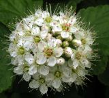 Physocarpus opulifolius