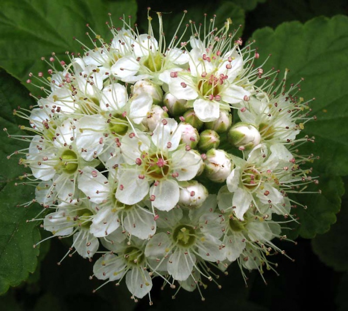 Изображение особи Physocarpus opulifolius.