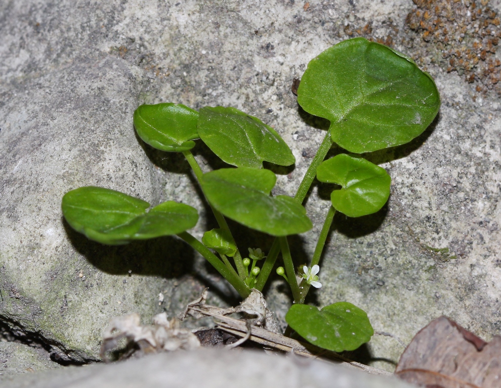 Image of Megadenia speluncarum specimen.