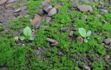 Taraxacum officinale