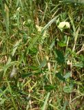 Lathyrus aphaca. Верхушки побегов с цветками и незрелыми плодами. Краснодарский край, г. Усть-Лабинск, склон правого берега Кубани. 12.06.2016.