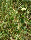 Lathyrus aphaca