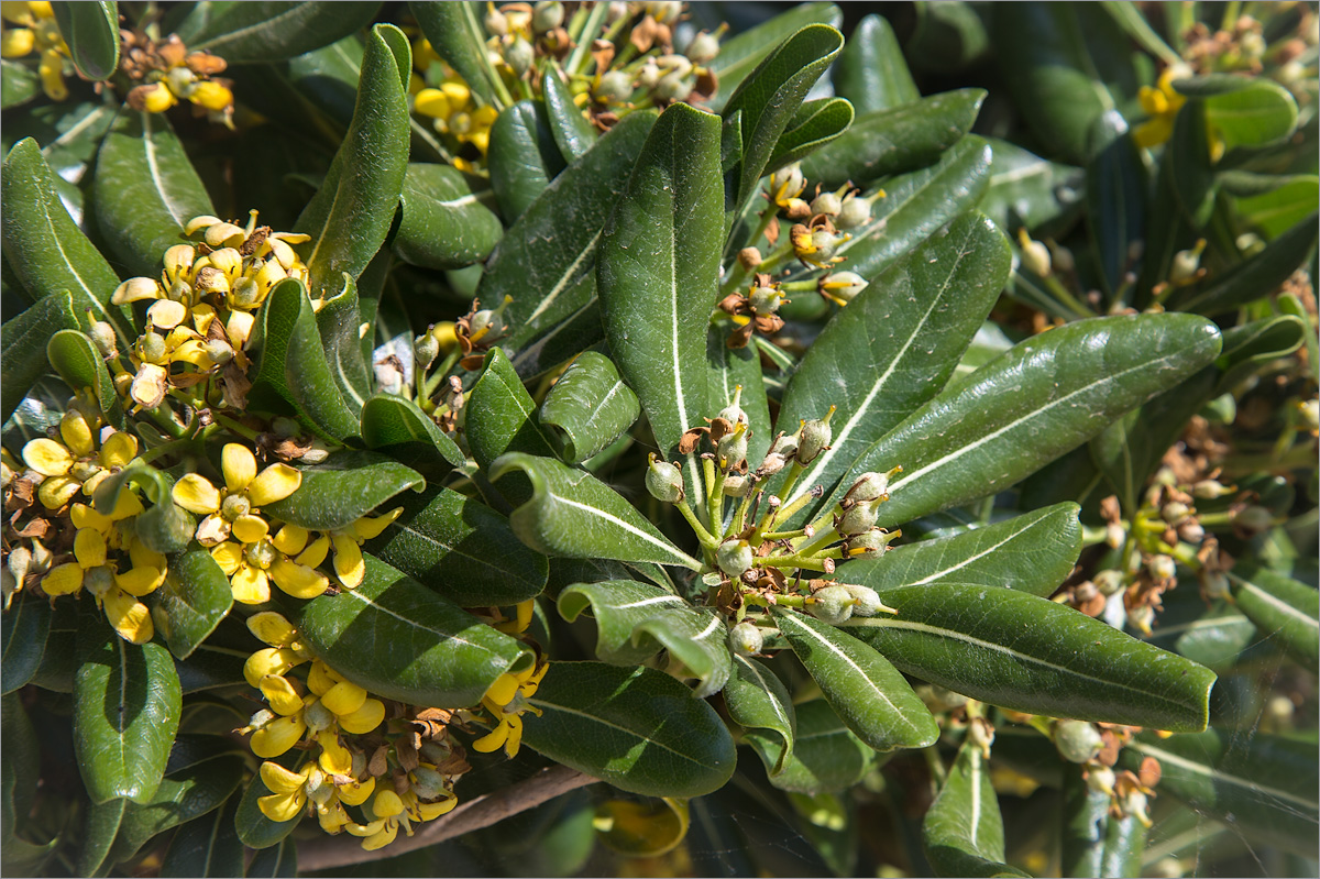 Image of Pittosporum tobira specimen.
