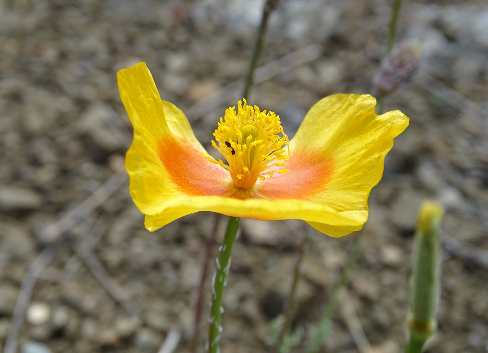 Изображение особи Glaucium squamigerum.