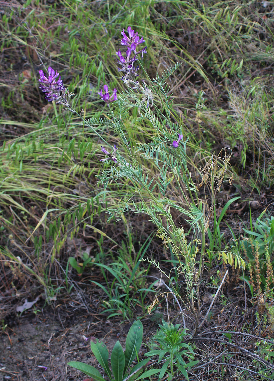 Image of Astragalus varius specimen.