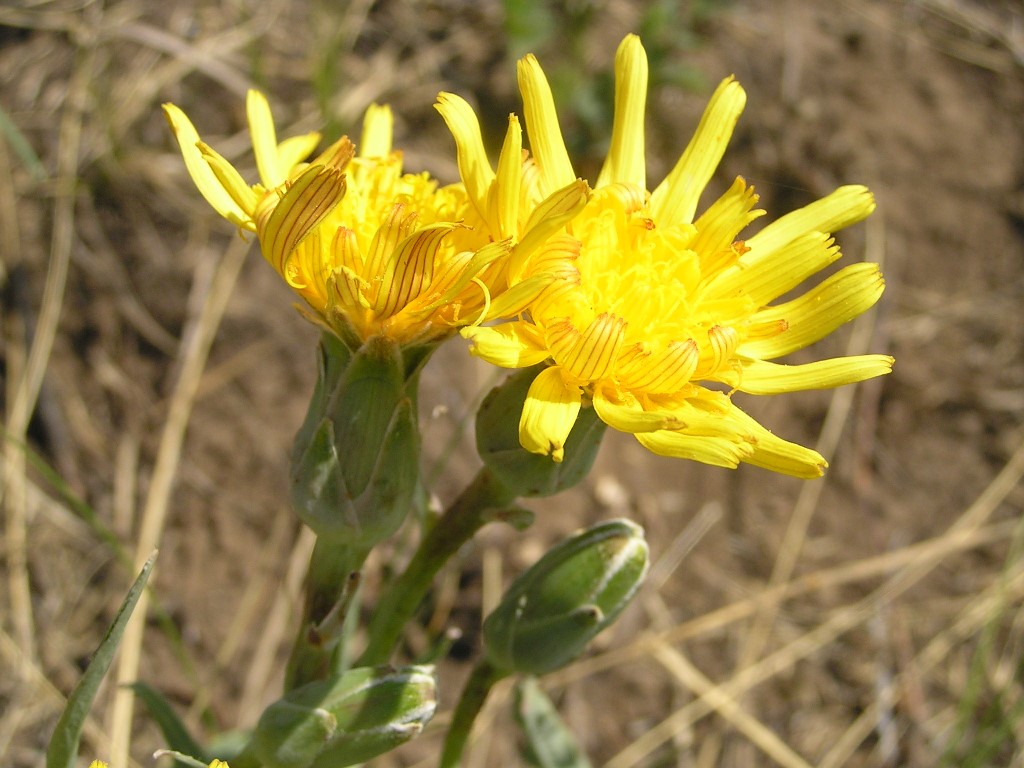 Image of Scorzonera austriaca specimen.