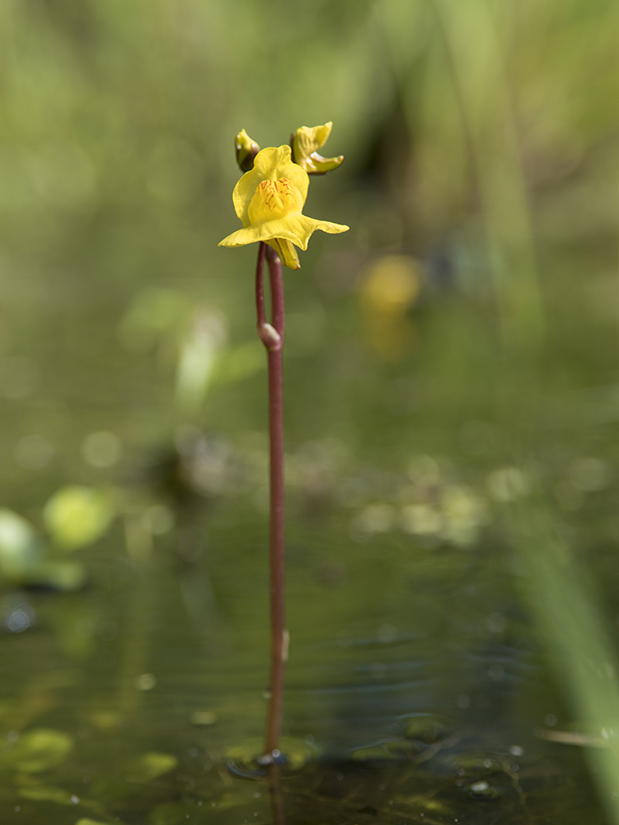 Image of Utricularia australis specimen.