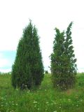 Juniperus communis. Взрослые деревья с разными формами крон на суходольном лугу. Удмуртия, Завьяловский р-н, окр. дер. Дуброво. 18.07.2009.