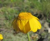 Anthemis marschalliana subspecies pectinata. Соцветие. Кабардино-Балкария, Эльбрусский р-н, долина р. Ирик, ок. 2700 м н.у.м. 14.07.2016.