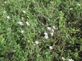 Serissa japonica
