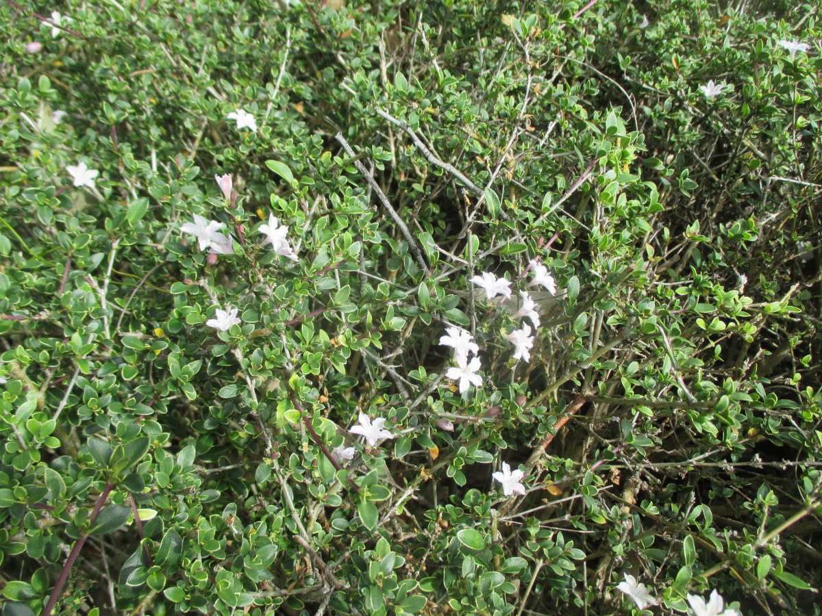 Image of Serissa japonica specimen.