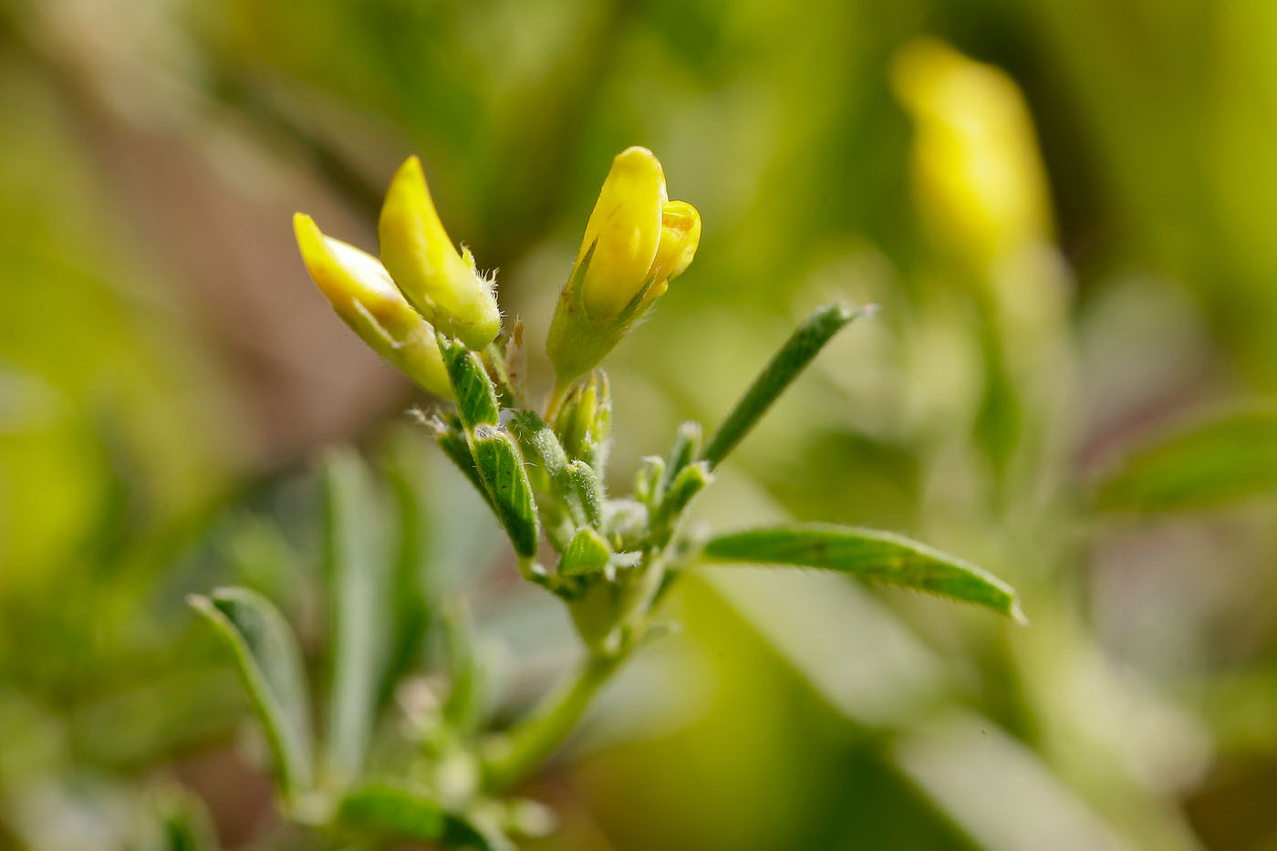 Изображение особи Medicago romanica.