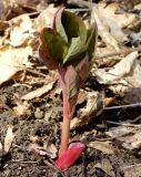 Paeonia caucasica