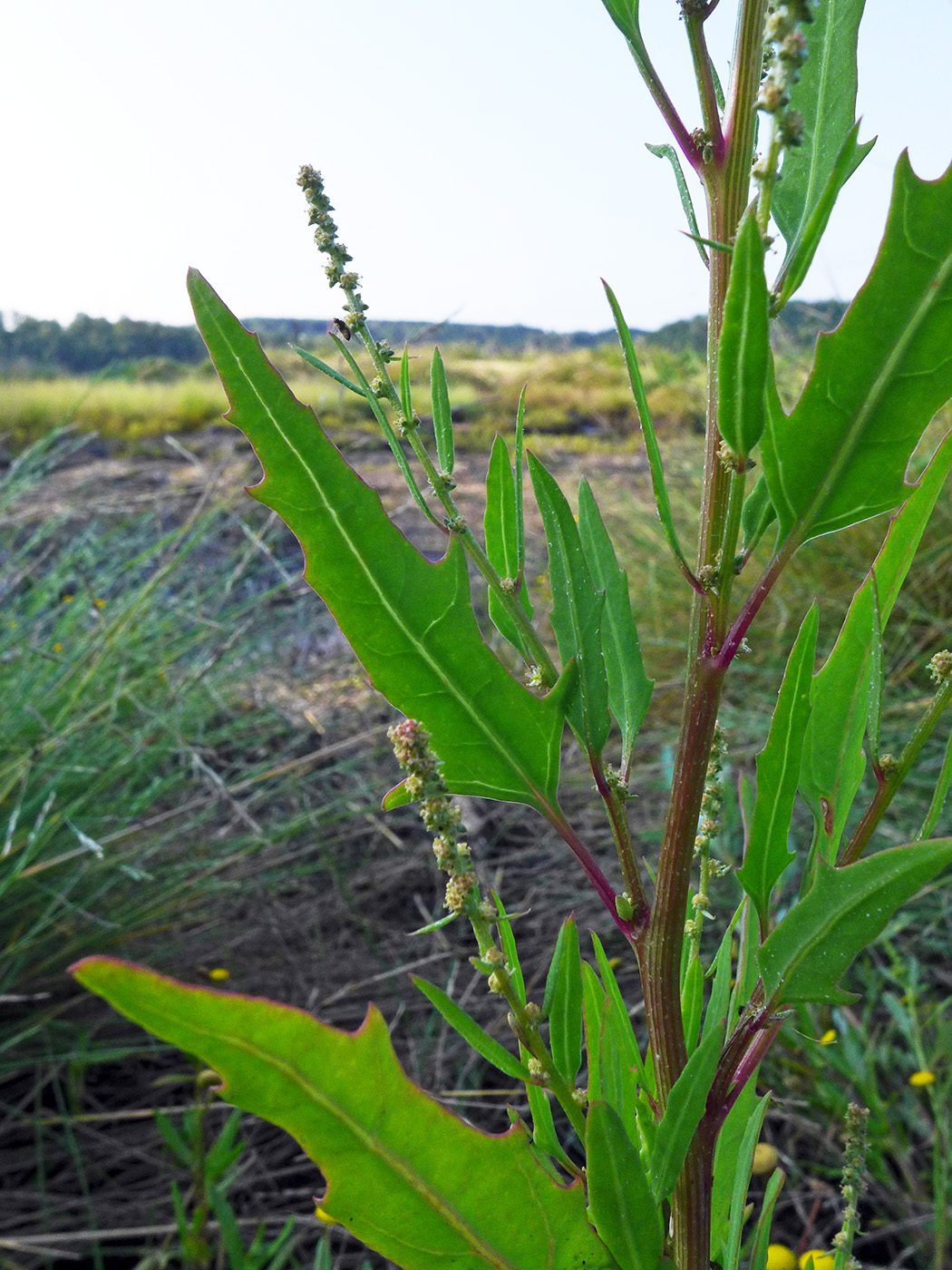 Image of Atriplex subcordata specimen.