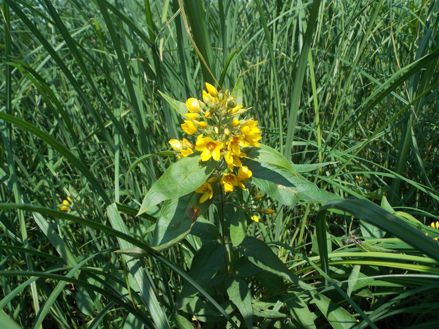Image of Lysimachia vulgaris specimen.