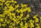 Sedum acre