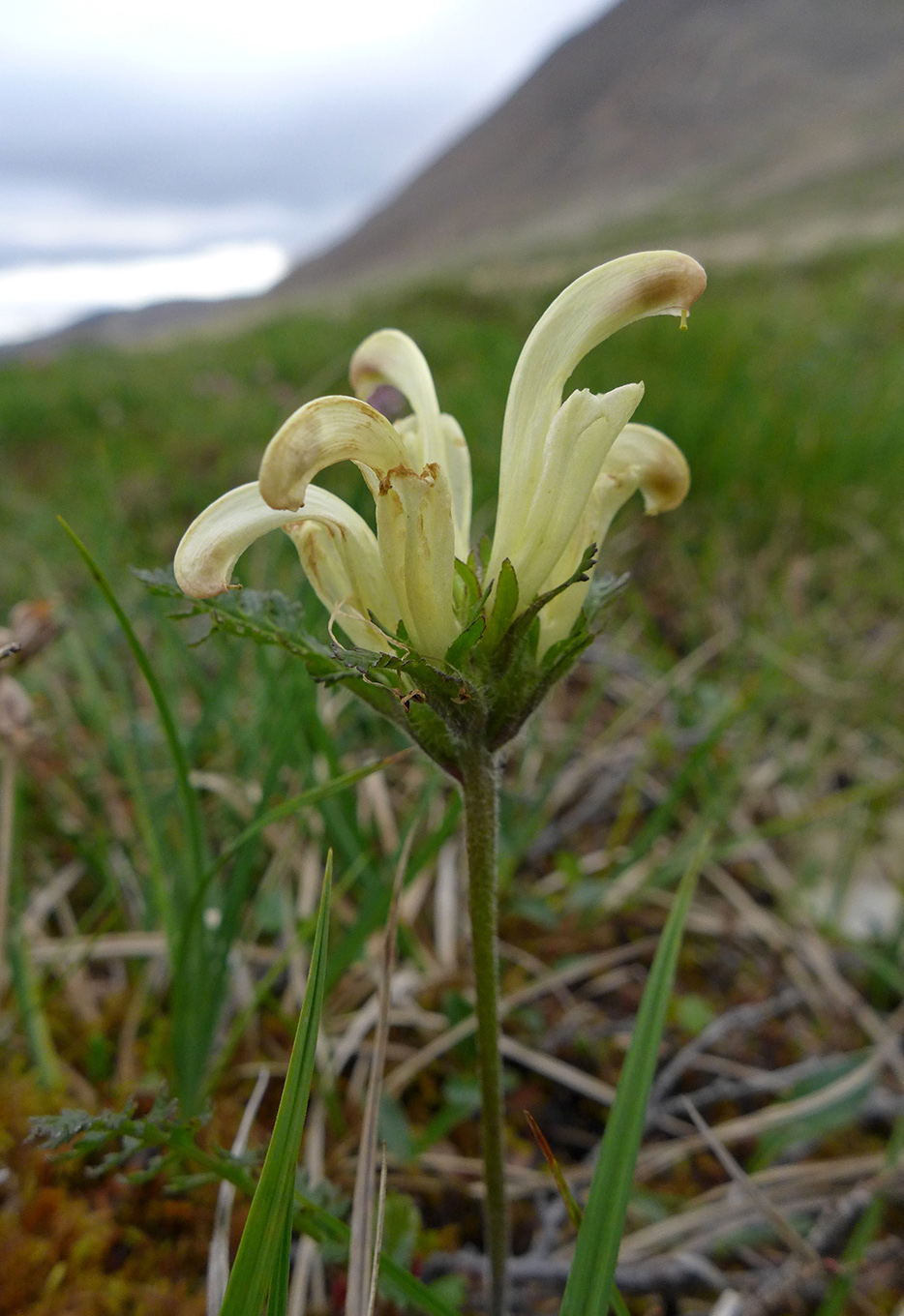 Image of Pedicularis capitata specimen.