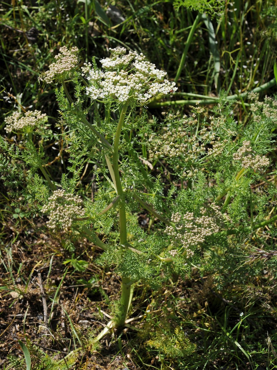 Image of Schrenkia golickeana specimen.