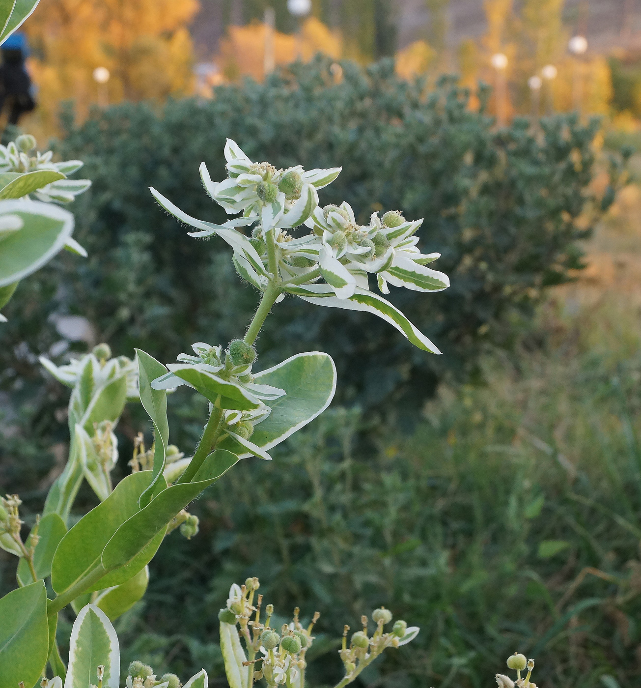 Изображение особи Euphorbia marginata.