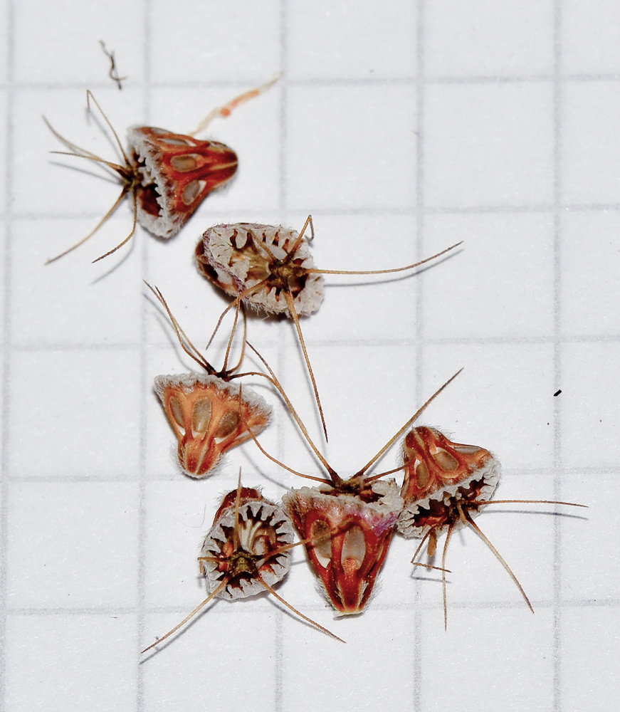 Image of Sixalix arenaria specimen.
