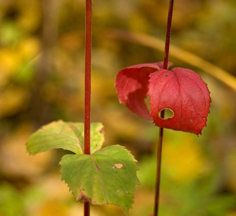 Image of Epilobium montanum specimen.