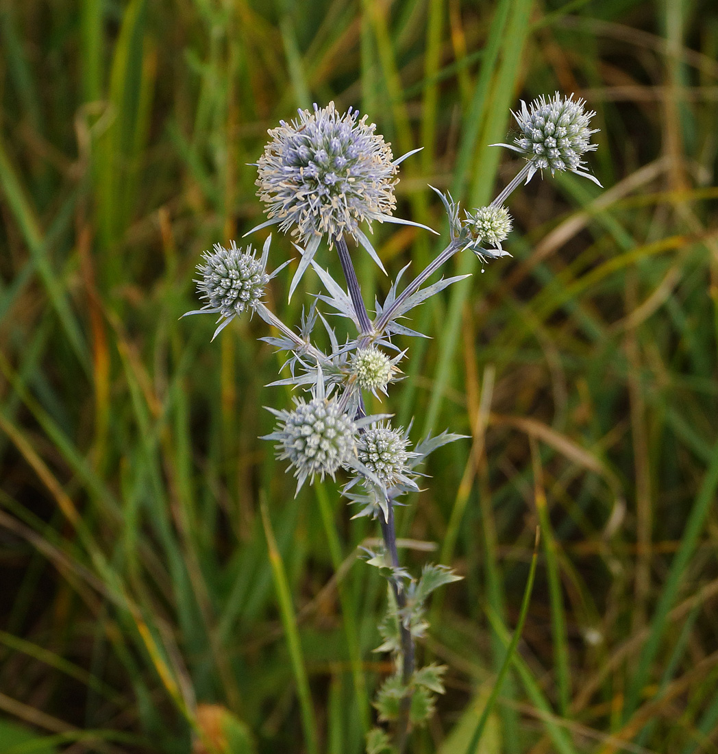 Изображение особи Eryngium planum.