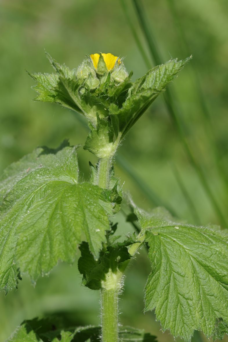 Image of Geum macrophyllum specimen.