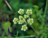 Orlaya grandiflora. Соплодие. Крым, Бахчисарайский р-н, окр. пещерного г. Чуфут-Кале, опушка смешанного леса. 08.06.2016.