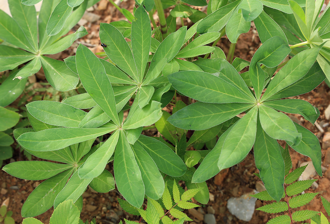 Изображение особи Lupinus polyphyllus.