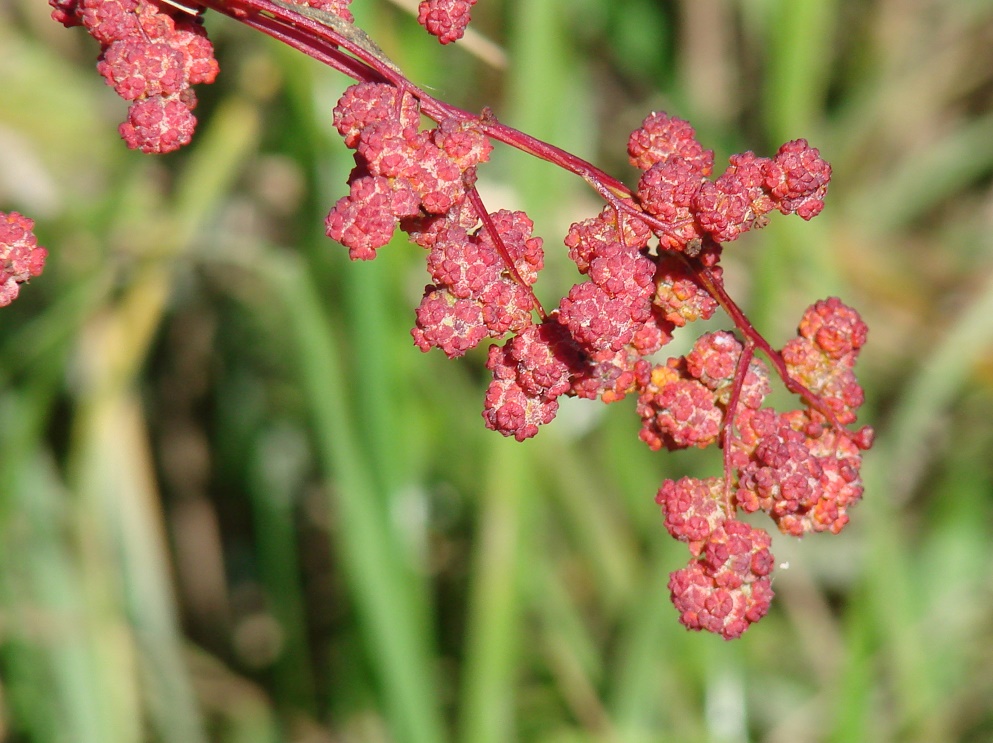 Изображение особи род Chenopodium.