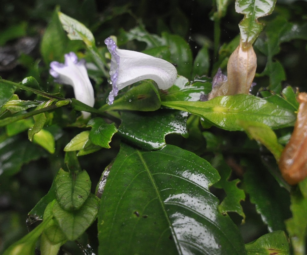 Изображение особи род Strobilanthes.