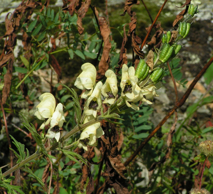 Image of Aconitum anthoroideum specimen.