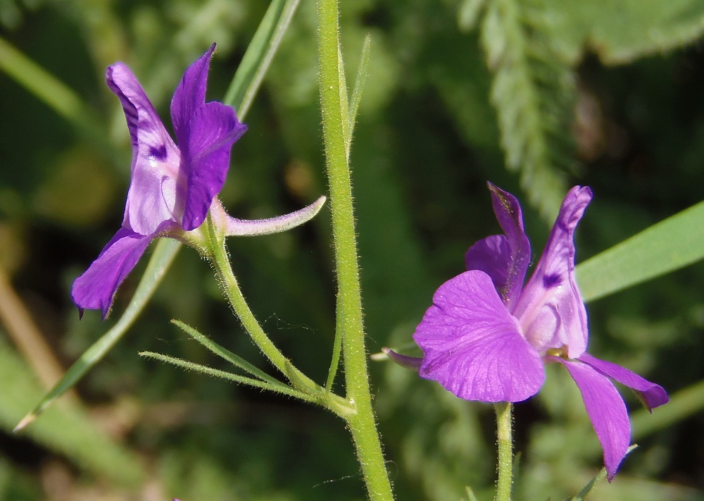 Изображение особи Delphinium ajacis.