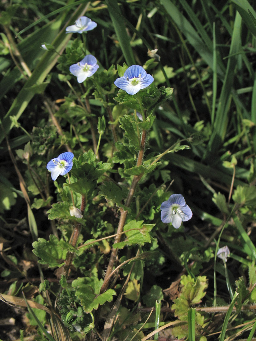 Image of Veronica persica specimen.