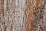 Syncarpia glomulifera