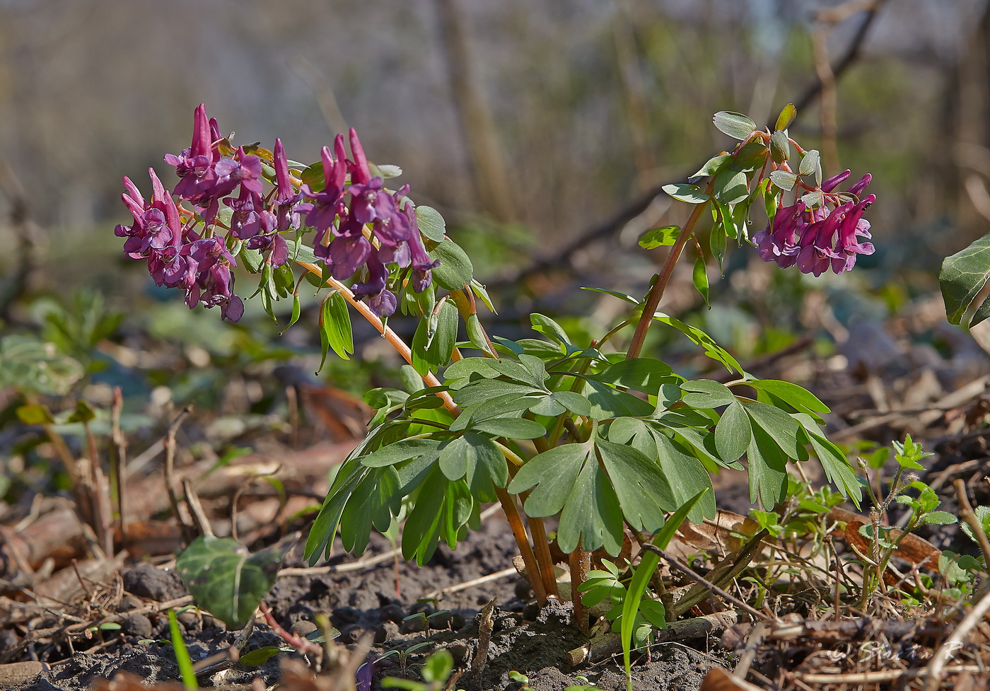 Изображение особи Corydalis solida.