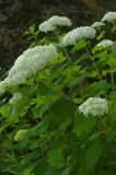 Hydrangea arborescens