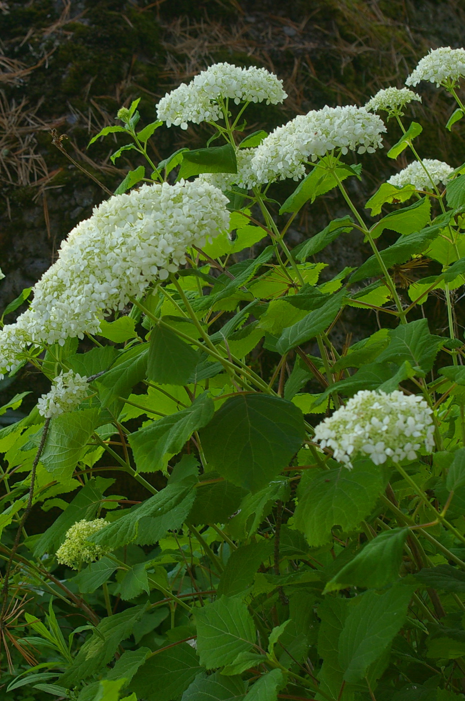 Image of Hydrangea arborescens specimen.