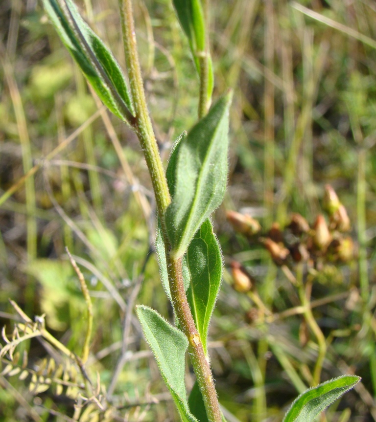 Изображение особи Aster amellus.