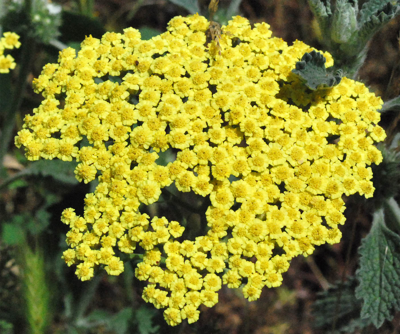 Image of Achillea arabica specimen.