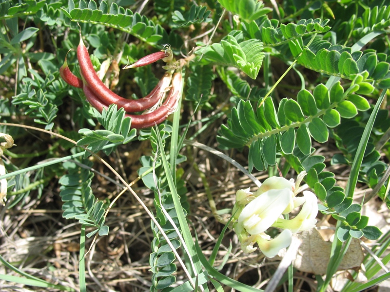 Изображение особи Astragalus demetrii.