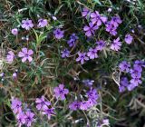 Phlox subulata