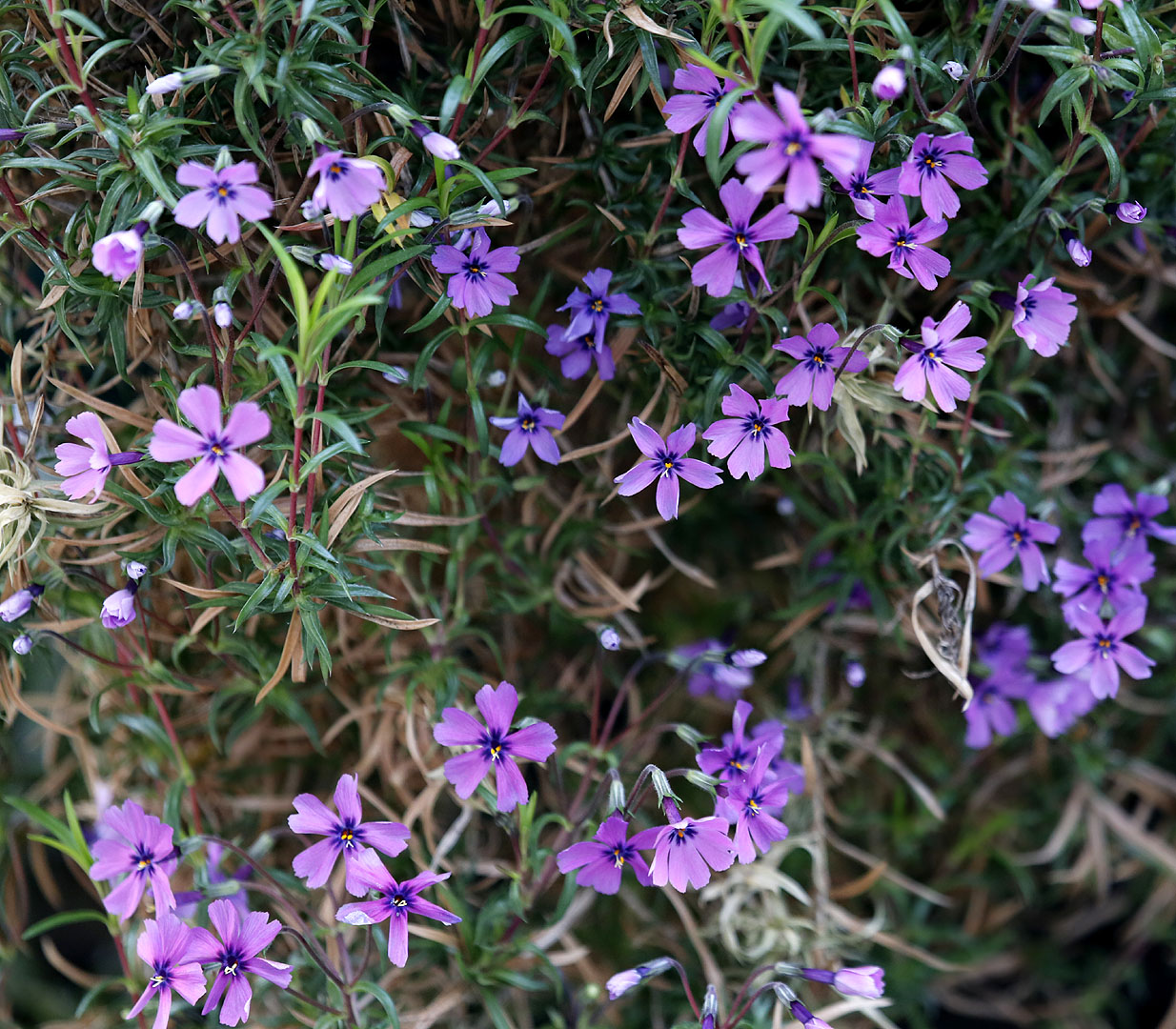 Изображение особи Phlox subulata.