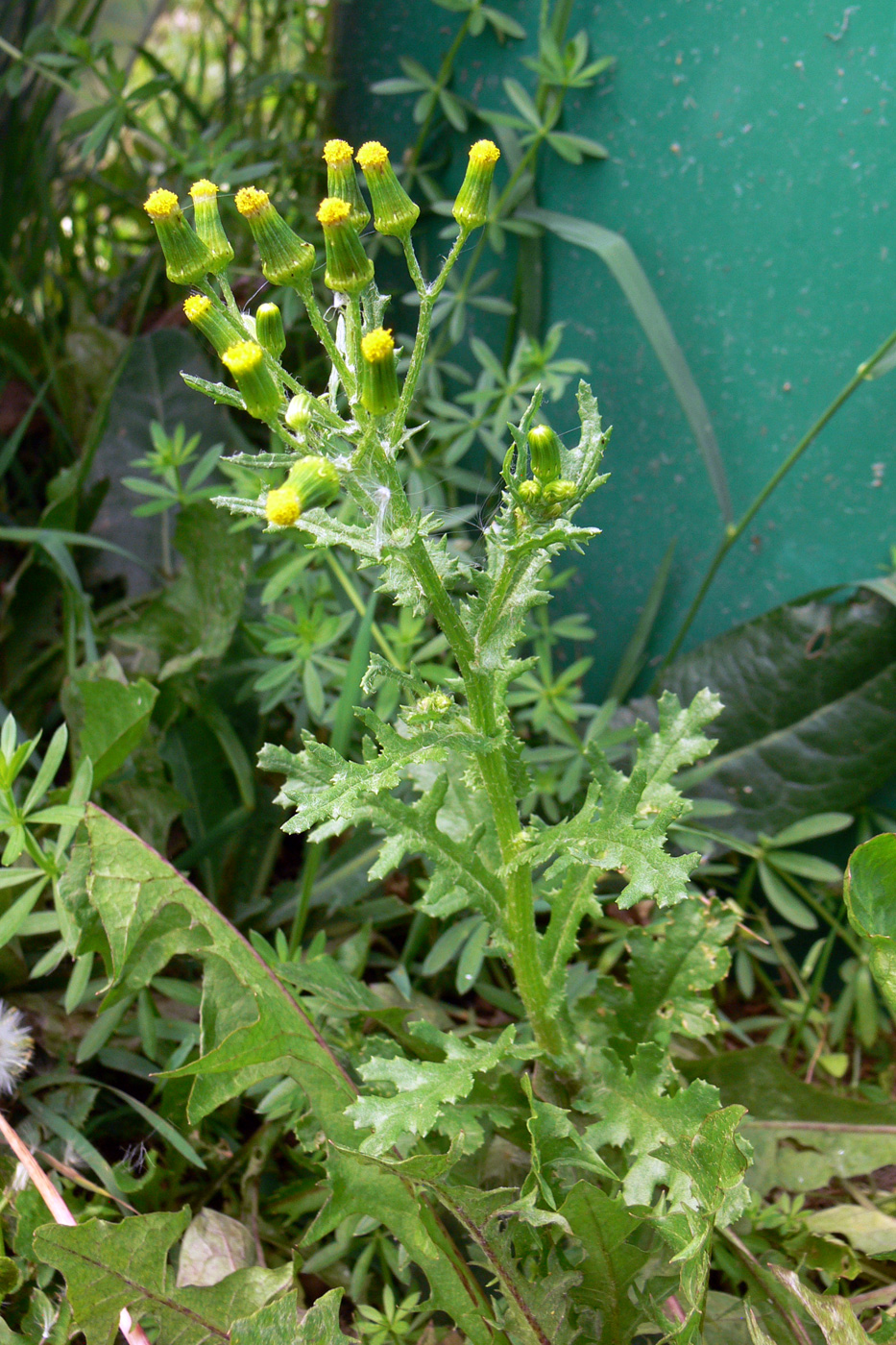 Изображение особи Senecio vulgaris.