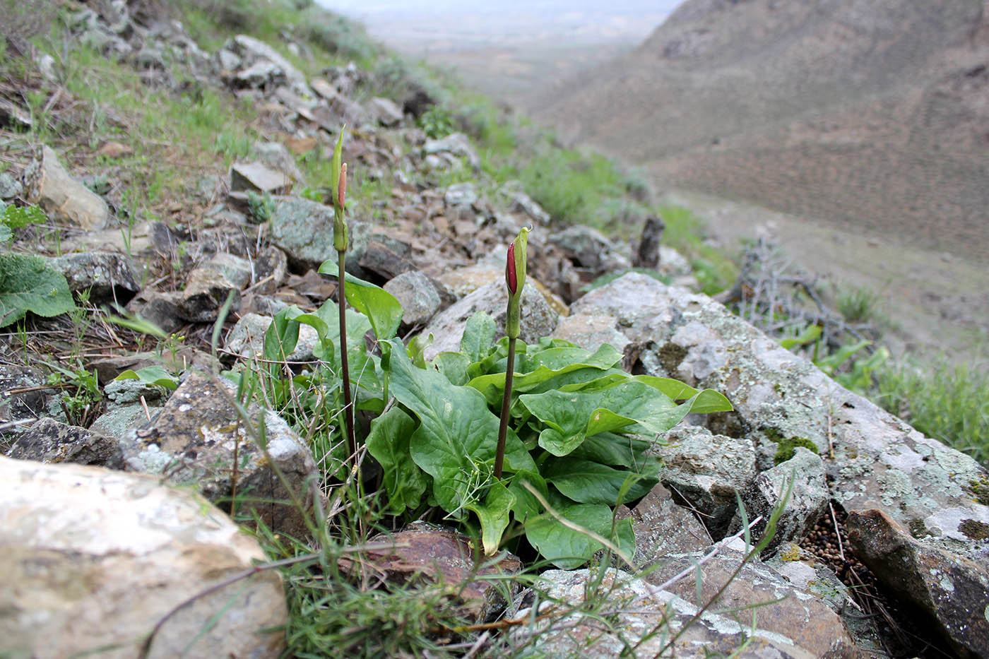 Изображение особи Arum korolkowii.