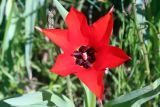 Tulipa carinata. Цветок (вид сверху). Узбекистан, г. Ташкент, Ботанический сад им. Ф.Н. Русанова, участок травянистой и кустарниковой флоры Средней Азии. 09.04.2017.