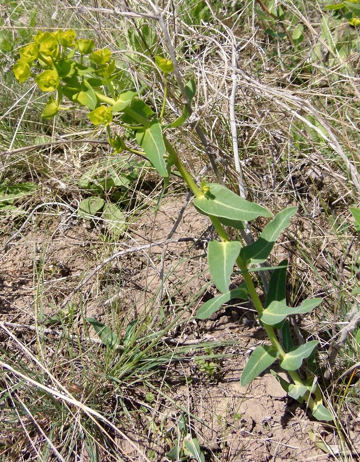 Image of Euphorbia agraria specimen.