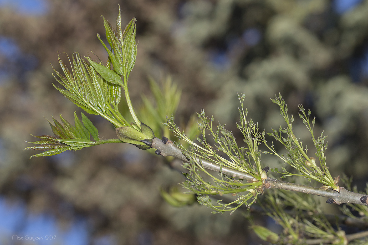 Изображение особи Fraxinus excelsior.